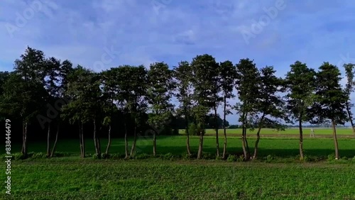 Drzewa w jednym rzędzie latem, na tle zielonych pól, widok z lotu ptaka, drona.	 photo