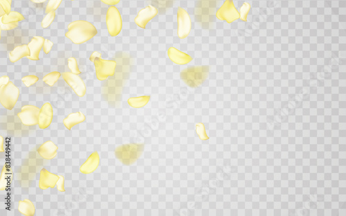 Yellow falling rose or sunflowers petals.Transparent panoramic horizontal background.Amber flower spring template.