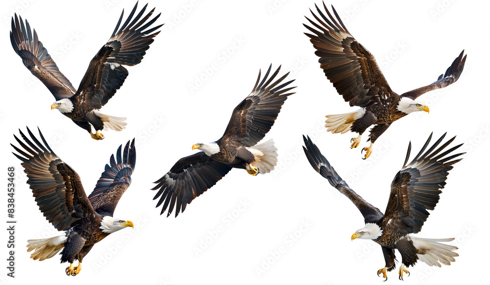 Naklejka premium Isolated Eagle Flying Vector PNG - Transparent Background for Easy Use