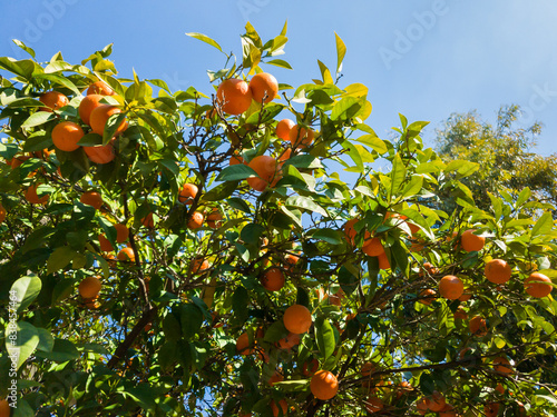 Oranges growing on a tree against a blue sky. Orange tree.