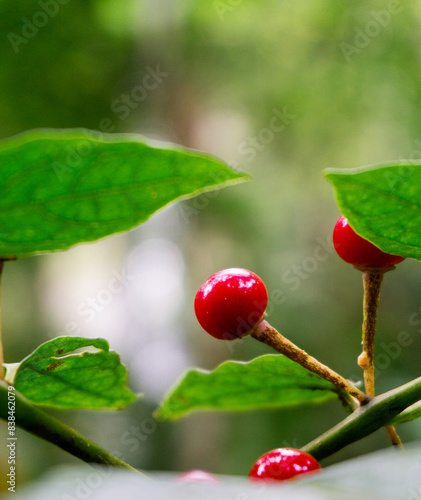 Solanum neesianum (Lycianthes subtruncata, Lycianthes neesiana). Nees Nightshade is a shrub 1-2 m tall, velvet-hairy with simple rising up hairs, becoming hairless photo