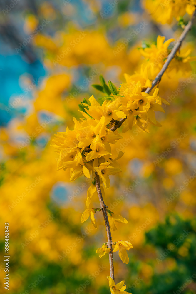 Bright yellow flowers in full bloom during spring Bright yellow flowers in full bloom during spring