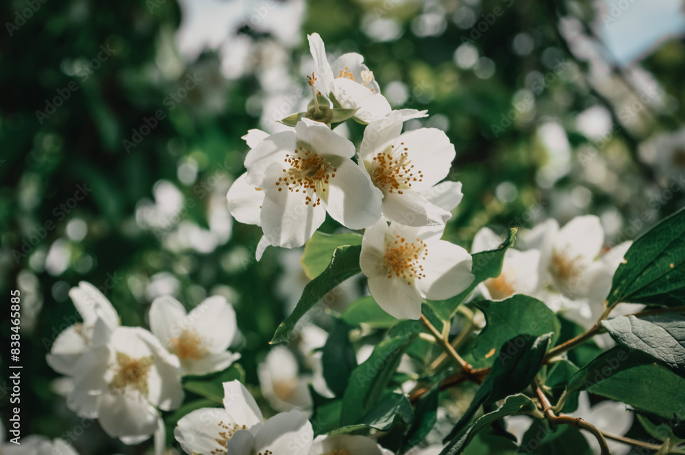 white flowers of apple white flowers of apple