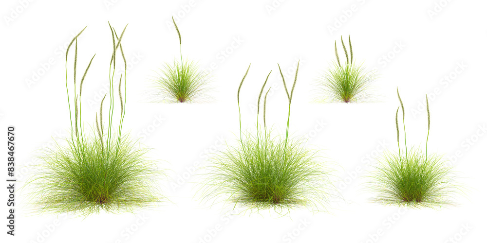 Obraz premium 3d rendering of deer grass on transparent background, 3D rendering