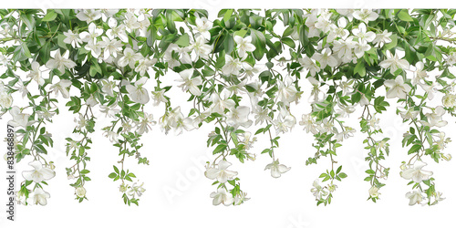 PNG White flowers outdoor pattern nature