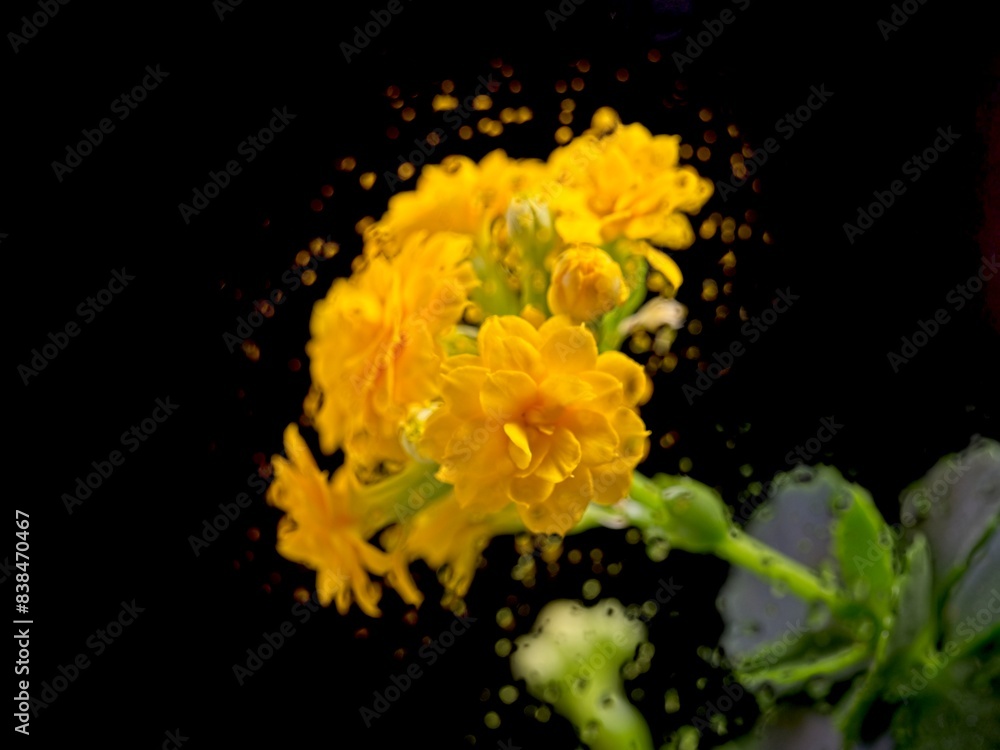 Abstract of yellow flowering succulent. Abstract of yellow flowering succulent.