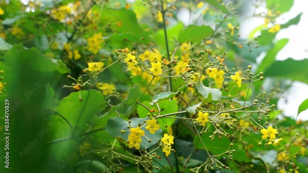 Stigmaphyllon diversifolium. Stigmaphyllon is a genus in the Malpighiaceae, a family of about 75 genera of flowering plants Stigmaphyllon diversifolium. Stigmaphyllon is a genus in the Malpighiaceae, a family of about 75 genera of flowering plants
