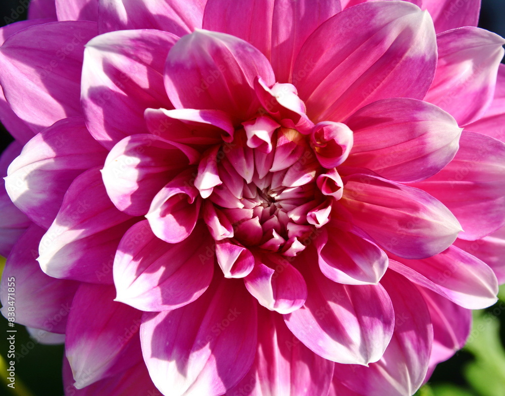 Obraz premium Light gentle pink background from peony petals. Peony flower in dew drops close up. Peony in drops of water, close-up. Background with flowers. 