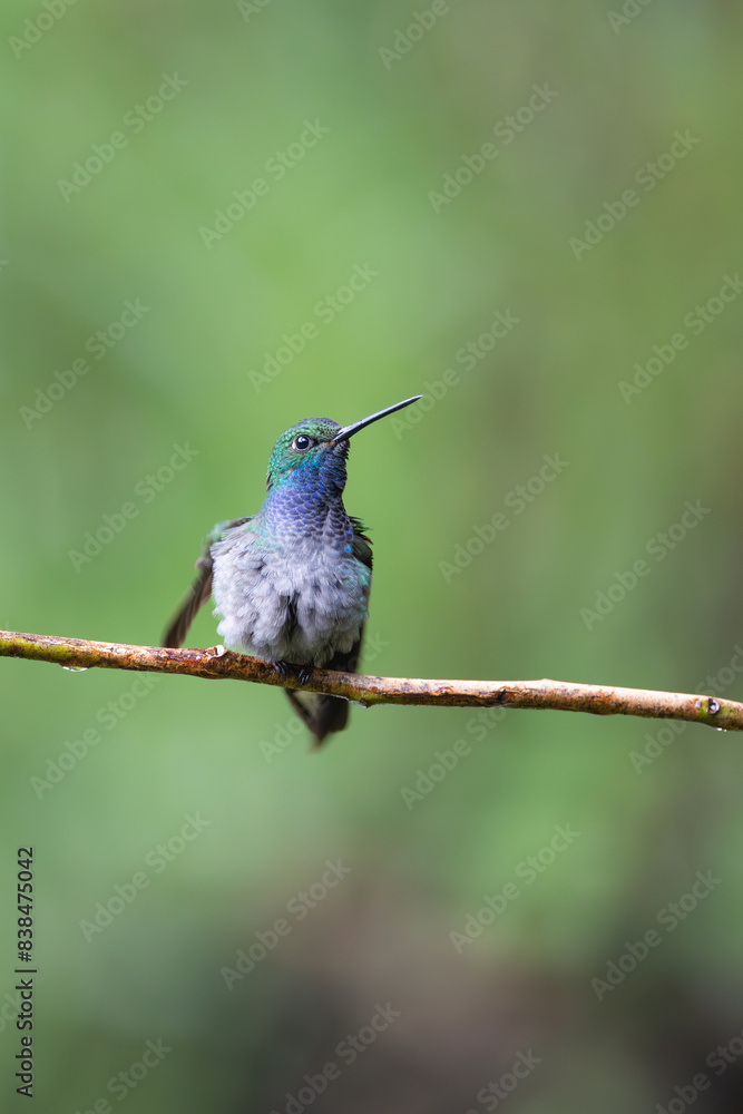 Obraz premium Green-backed Hillstar