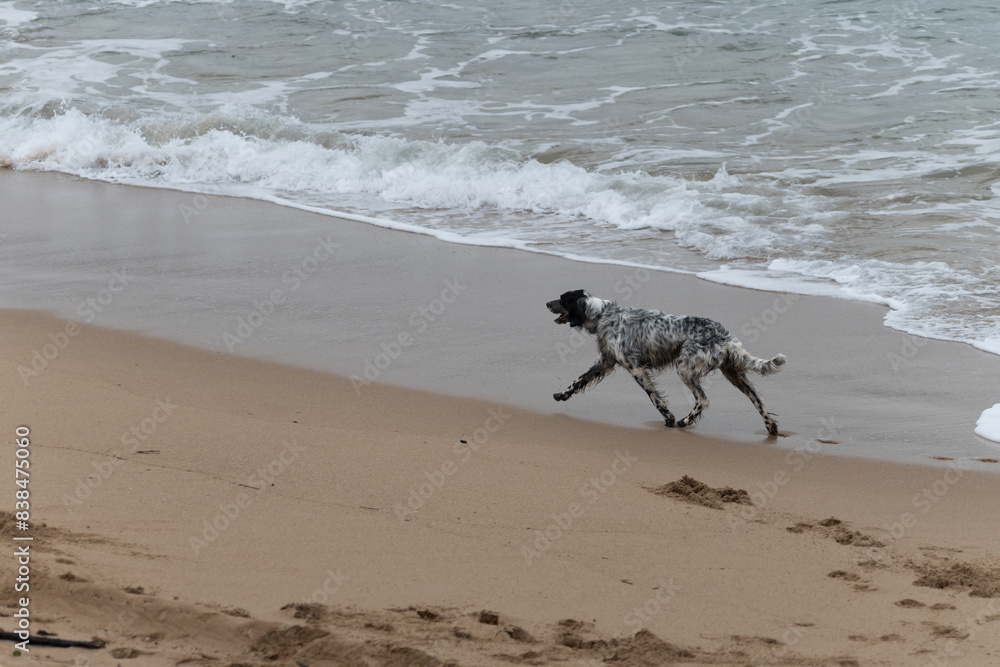 Playful dog enjoying on sandy beach on Saint Jean de Luz, France Playful dog enjoying on sandy beach on Saint Jean de Luz, France
