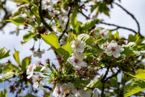 Spring blossom of cherry tree in orchard, floral  nature landscape photo