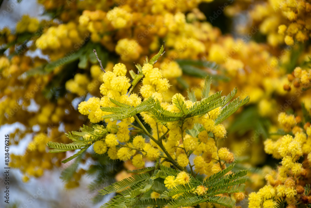Spring blossom of acacia dealbata, silver wattle, blue wattle or mimosa, species of flowering plant in legume family Fabaceae Spring blossom of acacia dealbata, silver wattle, blue wattle or mimosa, species of flowering plant in legume family Fabaceae