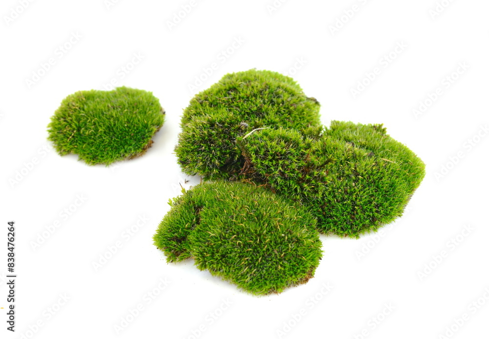 moss isolated on white background moss isolated on white background