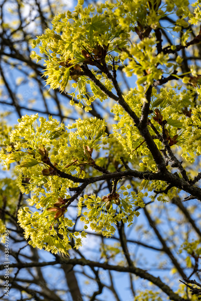Acer platanoides, commonly known as Norway maple in spring blossom Acer platanoides, commonly known as Norway maple in spring blossom