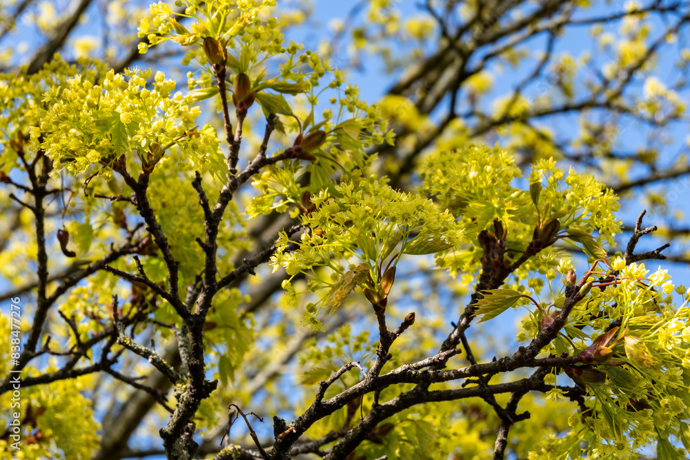 Acer platanoides, commonly known as Norway maple in spring blossom Acer platanoides, commonly known as Norway maple in spring blossom