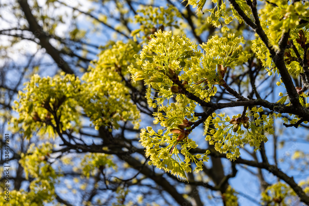 Acer platanoides, commonly known as Norway maple in spring blossom Acer platanoides, commonly known as Norway maple in spring blossom