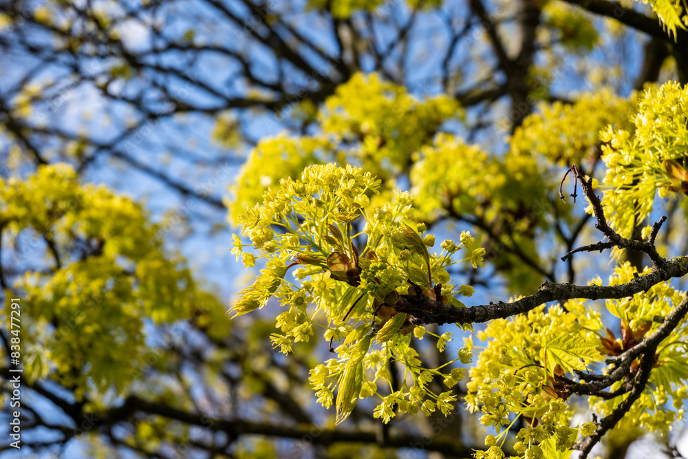 Acer platanoides, commonly known as Norway maple in spring blossom Acer platanoides, commonly known as Norway maple in spring blossom
