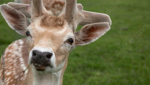 Muzzle of a young sika deer close up photo