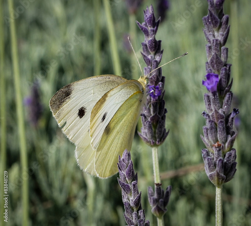butterfly on lavender