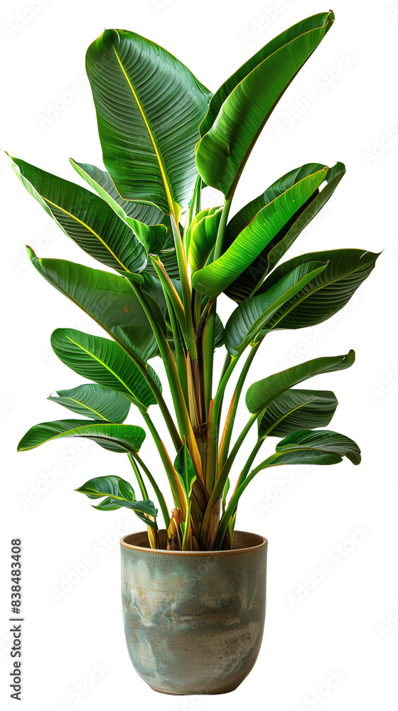 A photo of a potted Bird of Paradise plant with lush green leaves and a tall stem. A photo of a potted Bird of Paradise plant with lush green leaves and a tall stem.