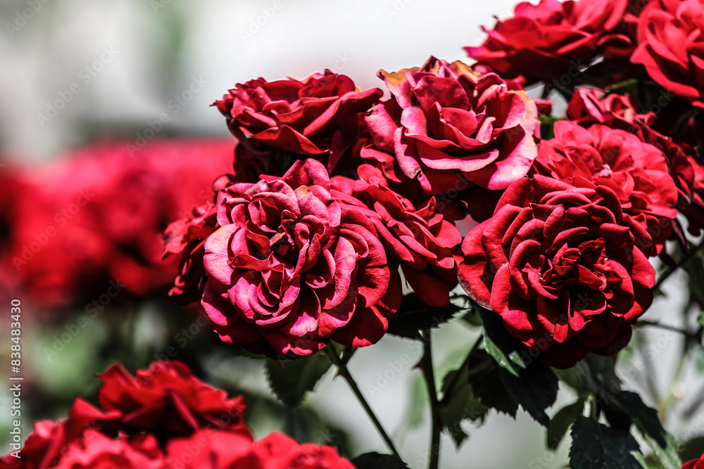 Beautiful red roses in the garden. Blooming Roses on the Bush. Growing roses in the garden Beautiful red roses in the garden. Blooming Roses on the Bush. Growing roses in the garden