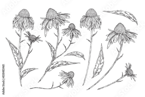 Isolated vector Set of detailed sketches of Echinacea plants.