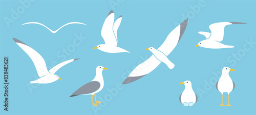 Seagull logo. Isolated seagull on white background. Bird