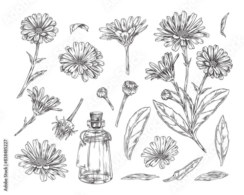 Set of black and white sketches of calendula, design objects or components for health and beauty.