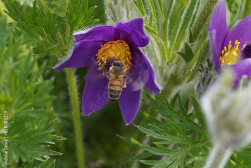 bee on a flower