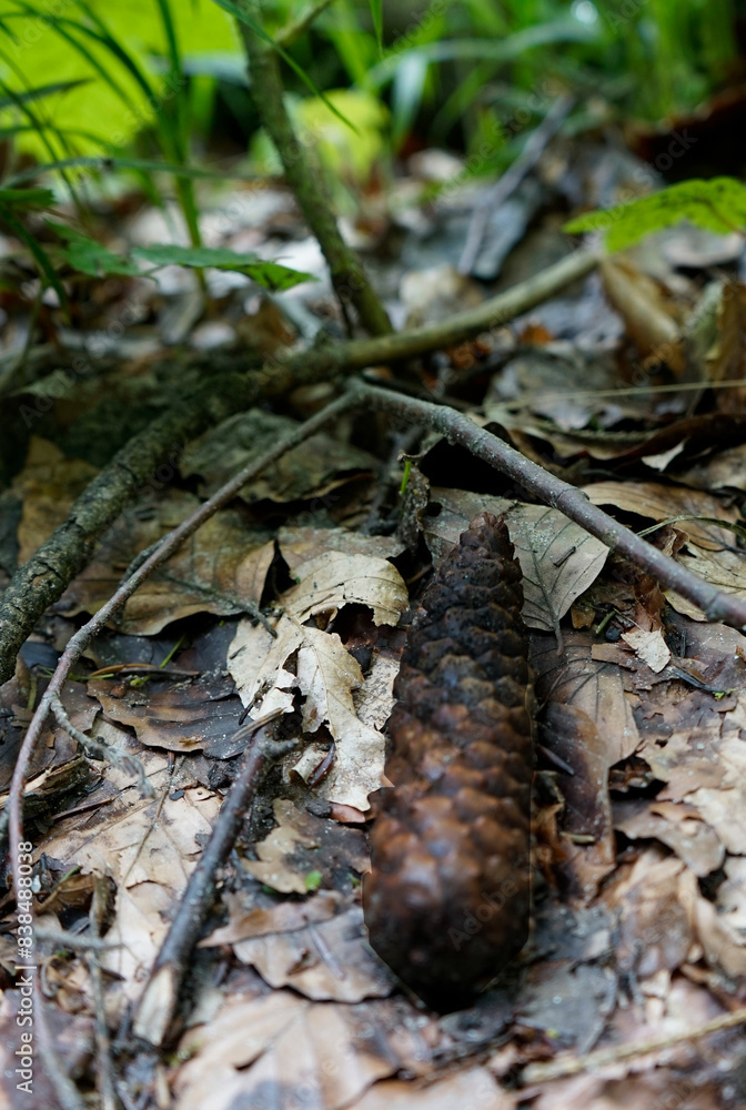 Obraz premium cones in the forest