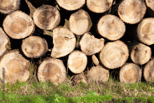 Pile of wood logs. Natural wooden background with closeup of clean cut of chopped firewood logs.