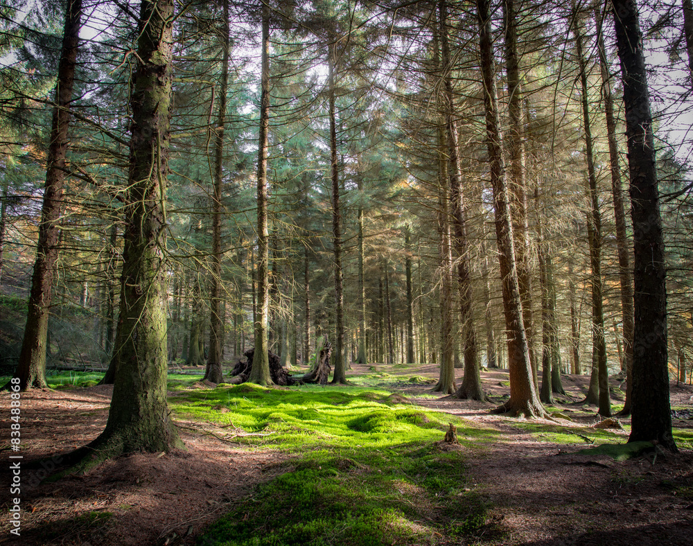 Tranquil Forest with Sunlit Trees and Mossy Ground, Peak District England Tranquil Forest with Sunlit Trees and Mossy Ground, Peak District England