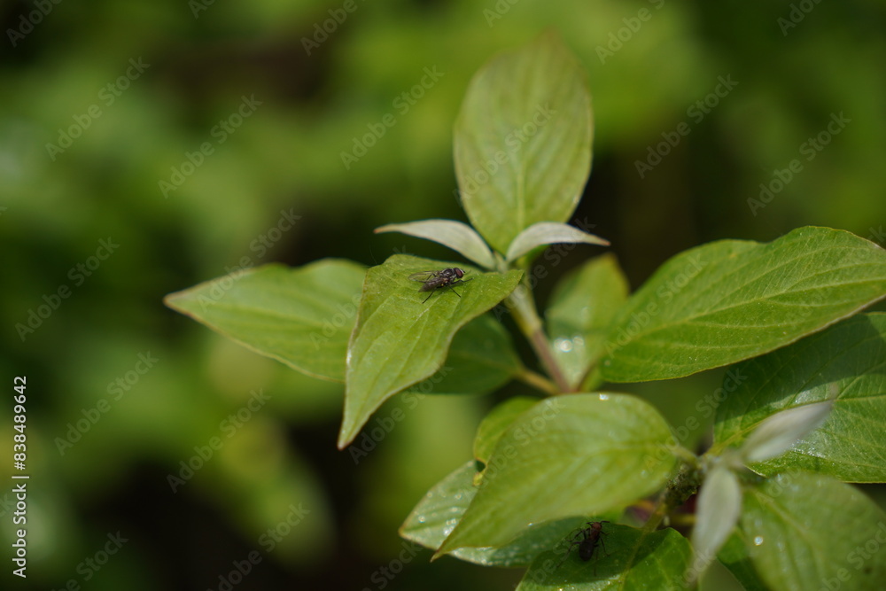 Tiny bugs on the leaves Tiny bugs on the leaves