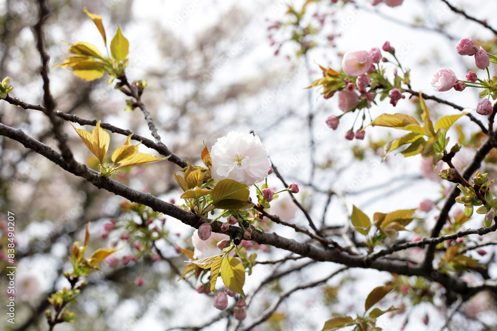 Branches of sakura flowers, cherry blossom Branches of sakura flowers, cherry blossom