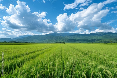 Grassy field with distant mountains