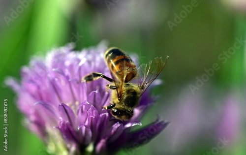 Biene auf einer violetten Schnittlauchblüte