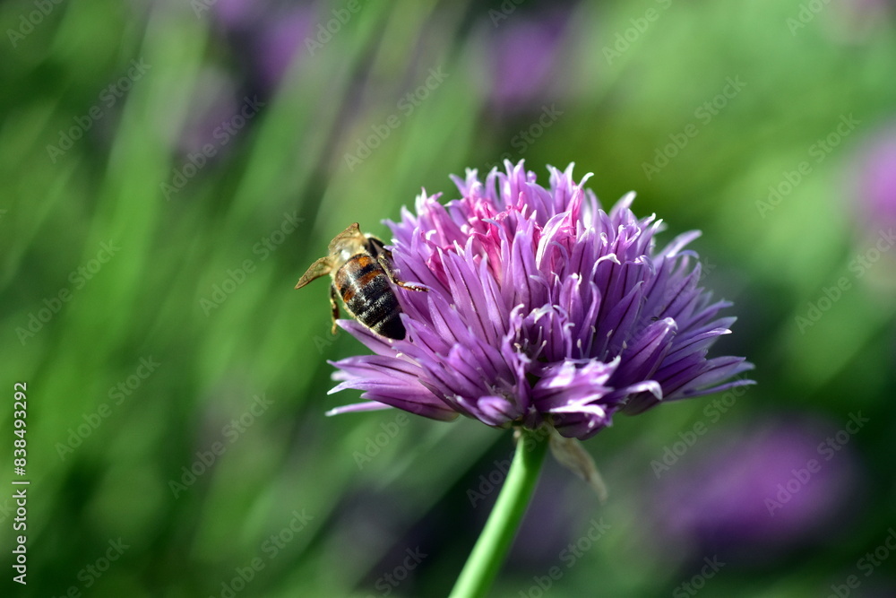 Biene auf einer violetten Schnittlauchblüte Biene auf einer violetten Schnittlauchblüte