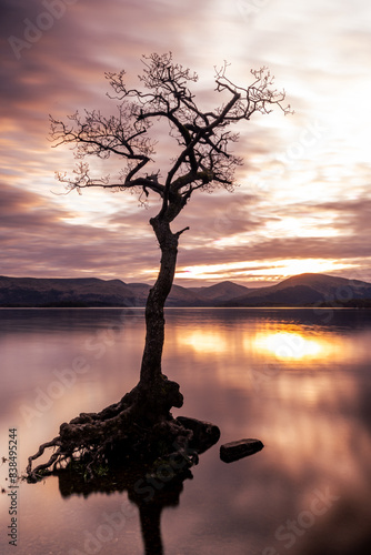 single oak tree in lake - milarrochy bay photo