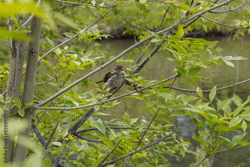 Sparrow on a branch