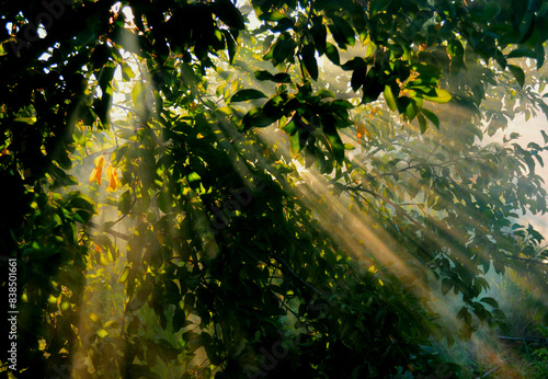 Green tree leaves with sun rays in foggy morning forest. Close-up sun light beams in green foliage in summer woods. Sun rays shining through trees & shrubs, nature background. Sunbeams in majestic fog