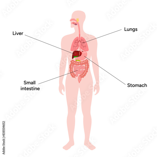 Medical illustration, liver, lungs, small intestine, stomach