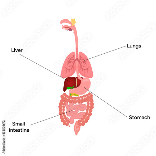 Medical illustration  liver, lungs, small intestine, stomach