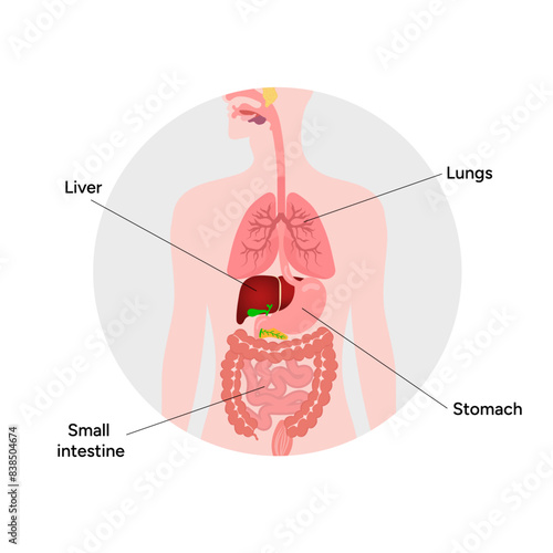 Medical illustration, liver, lungs, small intestine, stomach