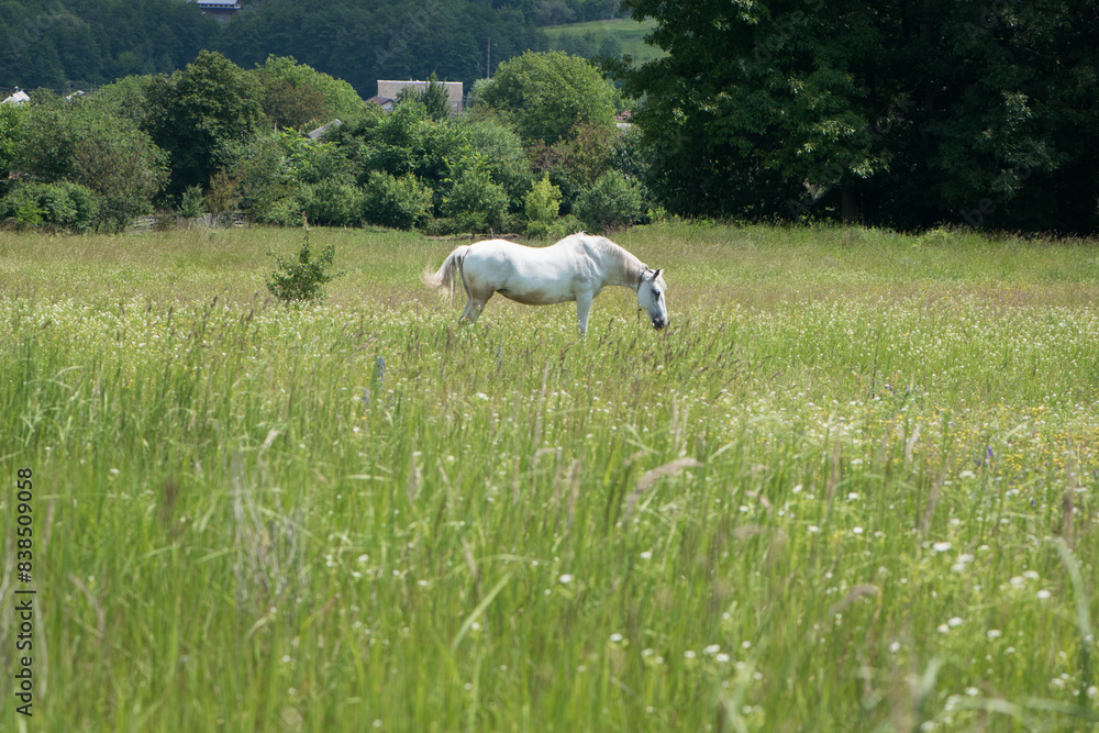 Fototapeta premium beautiful white horse on green grass in the field. Arabian horse, white horse stands in an agriculture field with juicy grass in sunny weather. strong, hardy and fast animal. grazing in the meadow