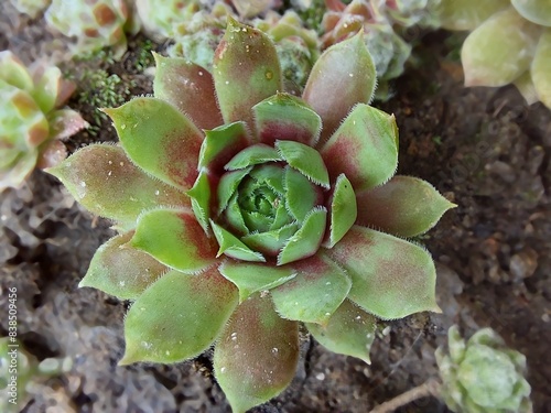 Sempervivum close-up, houseleek with light green and pink colored leaves, selective focus