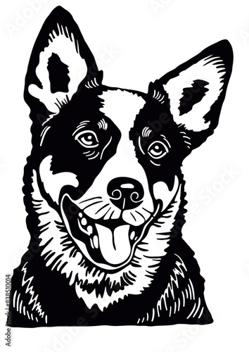 Australian Shepherd dog, vector illustration, herding dog, intelligent breed, playful dog, working dog, pet animal, breed illustration, lively dog, dog icon

