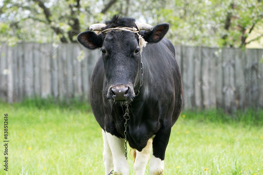 cow. Dairy cow in the pasture. black young cow, stands on green grass. spring day. milk farm. home animal. cattle. the cow is grazing in the meadow. close-up. animal near the house cow. Dairy cow in the pasture. black young cow, stands on green grass. spring day. milk farm. home animal. cattle. the cow is grazing in the meadow. close-up. animal near the house