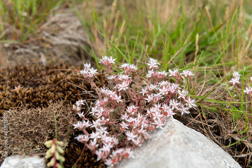 Close up of English stonecrop (sedum anglicum) flowers in bloom photo