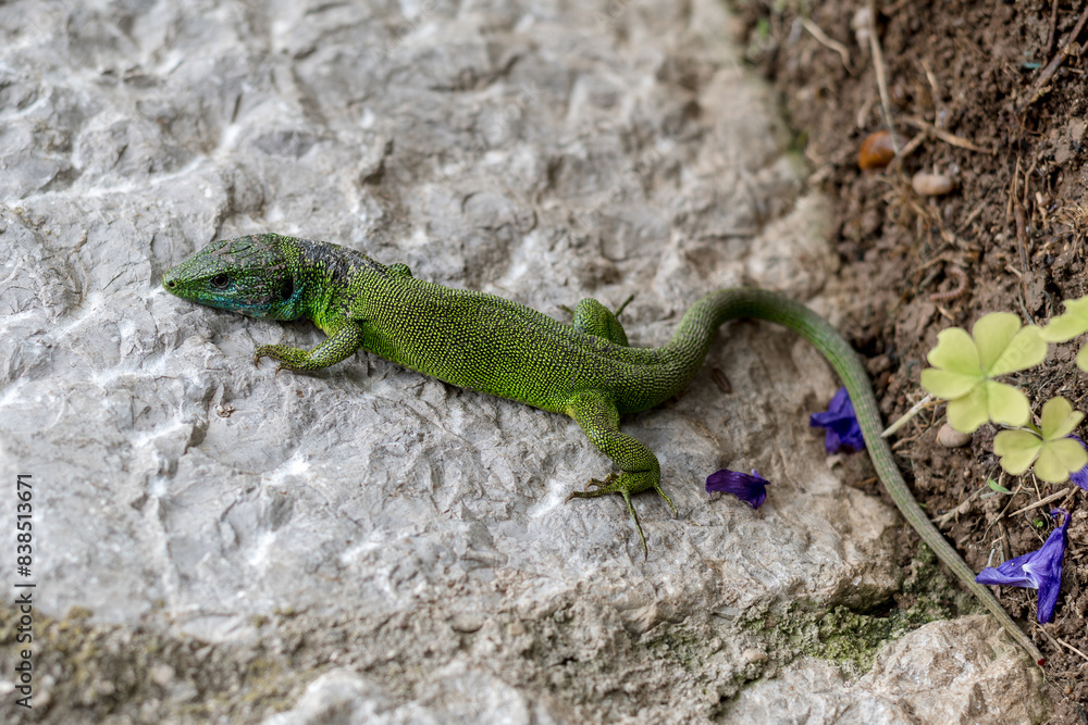 In nature, Eastern Green Lizard (Lacerta viridis) of bright green colour, very fast in its movements. In nature, Eastern Green Lizard (Lacerta viridis) of bright green colour, very fast in its movements.