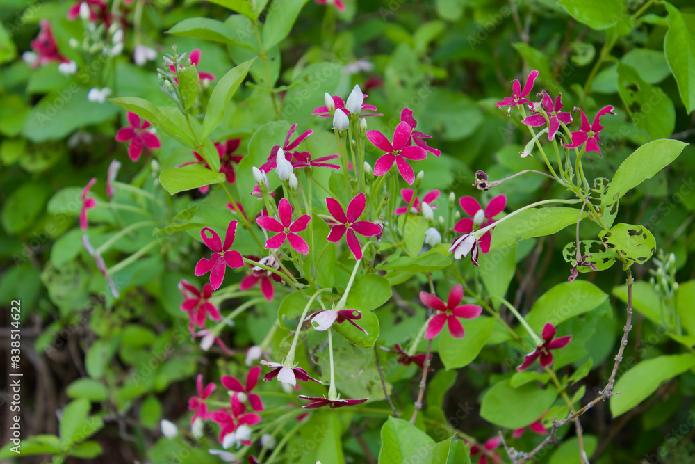 Close up little red pink Rangoon Creeper flowers and green leaves with selective focus Close up little red pink Rangoon Creeper flowers and green leaves with selective focus